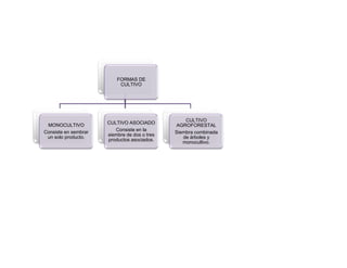 FORMAS DE
                           CULTIVO




                                                  CULTIVO
 MONOCULTIVO          CULTIVO ASOCIADO
                                              AGROFORESTAL
Consiste en sembrar      Consiste en la
                                              Siembra combinada
 un solo producto.    siembre de dos o tres
                                                 de árboles y
                      productos asociados.
                                                 monocultivo.
 