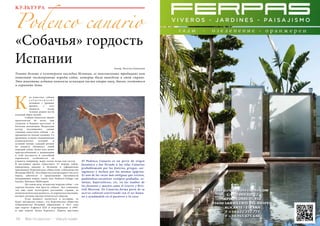 54 Bсе по-русски - Vse po russki Vse po russki - Bсе по-русски 55
КУЛЬТУРА
«Собачья» гордость
Испании Автор: Наталья Комолова
Podenco canario
К
Узнать больше о культурном наследии Испании, ее многовековых традициях нам
помогают чистокровные породы собак, которые были выведены в этой стране.
Эти животные издавна помогали испанцам пасти отары овец, быков, охотиться
и охранять дома.
ак известно, собаки
с о п р о в о ж д а ю т
человека с древних
времен, с того
момента, когда
человек решил вести
оседлый образ жизни.
	 Собаки помогали людям
практически во всем, они
служили и бедным пастухам, и
богатым вельможам. Владельцы
всегда восхищались самым
главным качеством собаки – ее
преданности своему хозяину. Со
временем, в связи с изменениями
климатических условий и
условий жизни, каждый регион
на планете обзавелся своей
породой собак, более или менее
приспособленной к выживанию
в этой местности и способной
переносить особенности ее
климата, например, жару, холод, ветра или засуху.
В настоящее время существует 21 порода собак,
выведенная именно в Испании и официально
признанная Королевским обществом собаководства
Испании (RSCE). Это общество контролирует чистоту
пород, заботится о продолжении численности
вымирающих пород, таких, как: Podenco Galego, can
Guicho, Ratonero Mallorquin.
	 На самом деле, испанские породы собак – это
гораздо больше, чем просто собаки. Без сомнения,
это еще одно культурное достояние страны, ее
антропологическая ценность, историческое наследие,
которое должно высоко почитаться людьми.
	 Если немного окунуться в историю, то
будет интересно узнать, что Королевское общество
собаководства Испании образовано в 1911 году
при короле Алфонсо XIII и подтверждено в 1995-
м при короле Хуане Каролосе. Первая выставка
El Podenco Canario es un perro de origen
faraónico y fue llevado a las islas Canarias
probablemente por los fenicios, griegos, car-
tagineses o incluso por los mismos egipcios.
Es una de las razas más antiguas que existen,
pudiéndose encontrar vestigios grabados, es-
tatuas, bajorrelieves, etc. en las tumbas de
los faraones y museos como el Louvre y Bris-
tish Museum. En Canarias forma parte de su
acervo cultural conviviendo con el ser huma-
no y ayudándole en el pastoreo y la caza.
 