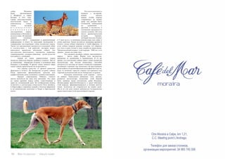 56 Bсе по-русски - Vse po russki Vse po russki - Bсе по-русски 57
собак Испании
была организована
в Мадриде, в парке
Ретиро, в 1911 году.
Среди многочисленных
посетителей была и
королевская семья,
члены которой
н е с о м н е н н ы е
п о к л о н н и к и
чистокровных пород,
выведенных в Испании и
во всем мире. На данный
момент основная
деятельность RSCE – содержание и приумножение
информации, и опыта по описанию, разведению и
содержанию чистокровных собак испанских пород.
Также эта организация занимается селекцией собак
в соответствии с той работой, которую может
выполнить правильно обученная собака. Это
пастушеская деятельность, охотничья, защитная,
сопровождение хозяина-инвалида, детей-аутистов
или работа с полицией.
	 Одной из таких удивительных пород
является ивисская борзая (podenco Canario). Место
ее выведения – Канарские острова, в основном Гран
Канария и Тенерифе. В других зонах земного шара
такие собаки практически не встречаются.
	 Эта порода известна со времен династии
фараонов в Египте. На Канарские острова собаки
были привезены финикийцами, греками или
карфагенянами, даже, возможно, самими египтянами.
	 Предки современных Podenco Canario
могли охотиться на льва или антилопу. Эта одна
из самых древних пород собак, существующих в
мире на сегодняшний день. Их изображения можно
встретить в скульптурах египетского бога Анубиса,
в барельефах старинных зданий, в могилах фараонов
и на живописных полотнах в Лувре и Британском
музее.
	 П о з н а к о м и в ш и с ь
немного с историей,
можно сделать
вывод: чтобы порода
сохранилась до наших
дней, она должна быть
особенной, уникальной
по сравнению с
другими, в частности, в
отношении преданности
своему хозяину. Об этом
писал древнегреческий
историк Геродот,
который посетил Египет
в V веке до н.э. и упоминал неизвестных ему собак в
своих заметках. Также он описал традицию древнего
Египта, когда собаку хоронили в тумбе фараона. А
если собака умирала раньше хозяина, тот обривал
все тело и даже голову в знак скорби по животному.
Предполагаемый возраст этой породы– 7000 лет, и ее
предки - волки пустыни Ара.
	 Это среднего размера собаки, красивейшего
окраса – цвета охры. Форма тела вытянутая,
движения ее грациозны и гармоничны. В то же
время, эта элегантная собака имеет очень развитую
мускулатуру, она весьма вынослива, способна
охотиться от восхода до заката солнца без перерыва.
Особенное строение лап позволяет ей преследовать
свою добычу по разнообразным рельефам местности,
будь то колючие заросли горных кустарников или
горячий вулканический песок Канарских островов.
	 Основное назначение этой породы – охота
на зайцев. Уникальное обоняние, слух, зрение,
развитая мускулатура позволяют этой борзой
быть лидером среди охотничьих собак Испании.
Потрясающая приспособленность к среде обитания
этой породы, сформировавшаяся в течение многих
веков, позволила ей сохраниться до наших дней.
Мы и по сей день можем любоваться четвероногим
представителями этой красивейшей породы.
 