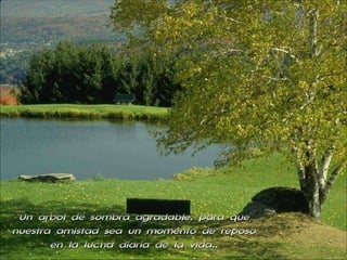 Un árbol de sombra agradable, para que nuestra amistad sea un momento de reposo en la lucha diaria de la vida.. 