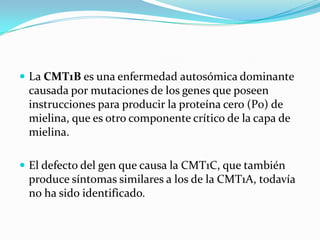  La CMT1B es una enfermedad autosómica dominante
causada por mutaciones de los genes que poseen
instrucciones para produc...