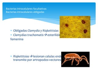 Bacterias intracelulares facultativas
Bacterias intracelulares obligadas

Obligadas Clamydia y Riqketttsias
Clamydias trachomatis esterilidad
femenina

Riqketttsias lesionan celulas endoteliales,SNC, se
transmite por artropodos-vectores

 