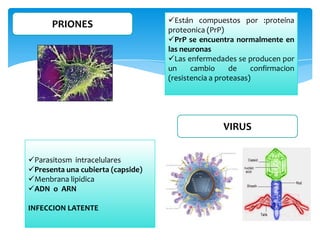 PRIONES

Están compuestos por :proteína
proteonica (PrP)
PrP se encuentra normalmente en
las neuronas
Las enfermedades se producen por
un
cambio
de
confirmacion
(resistencia a proteasas)

VIRUS
Parasitosm intracelulares
Presenta una cubierta (capside)
Menbrana lipidica
ADN o ARN
INFECCION LATENTE

 