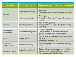 PATOLOGIA

ESPECIE

MANIFESTACIONES CLINICAS y LOCALIZACION

Neisseria gonorrhoeae,

-Gonorrea
-Mucosa genital o cervical, faringe recto o ano)

Neisseria meningitidis

-Meningitis
-Invade las cel ep. resp. Y viaja por la sangre al
cerebro.)

Bordetella pertussis

-Tos violenta , quejidos
-Invade el borde en cepillo del ep. Bronquial y
macrófagos.

Pseudomona aeruginosa

- Bacteria oportunista
- Principalmente en pacientes con fibrosis
quística, quemaduras o neurotropenia.

Peste

Yersinia pestis

-Causan ileitis (y. enterocolitica) de transmisión
oro fecal.
-Linfadenitis mesentérica

Chancroide
( chancro blando)

Haemophilus ducreyi

-Ulceración genital que contiene neutrofilos y
fibrina

Neisseria

Tosferina
Infección por
pseudomona

Granuloma inguinal

Klebsiella granulomatis

-Se presenta como una pápula que se ulcera
granula para formar masa blanda incolora.
-hiperplasia pseudoepiteliomatosa

 