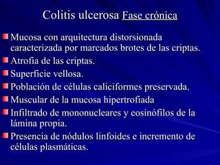 Colitis ulcerosa  Fase crónica Mucosa con arquitectura distorsionada caracterizada por marcados brotes de las criptas. Atrofia de las criptas. Superficie vellosa. Población de células caliciformes preservada. Muscular de la mucosa hipertrofiada Infiltrado de mononucleares y eosinófilos de la lámina propia. Presencia de nódulos linfoides e incremento de células plasmáticas. 