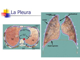 La Pleura  