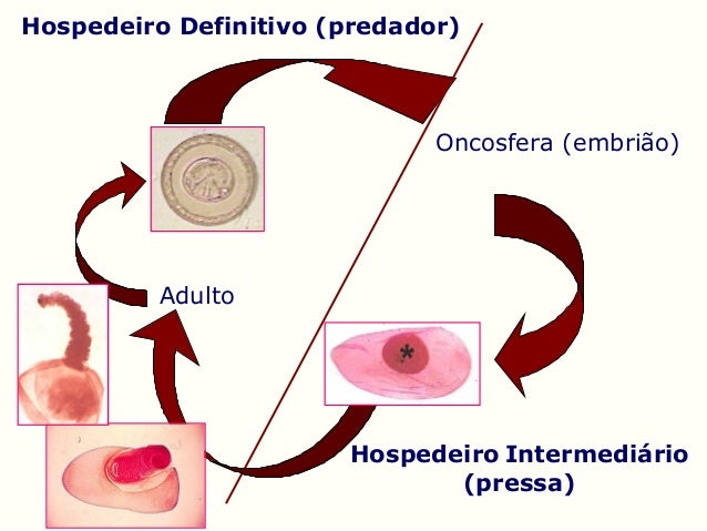 Cestoides