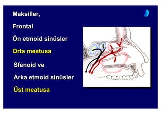 Maksiller,
Frontal
Ön etmoid sinüsler
Orta meatusa
MaksillerMaksiller,,
FFrontalrontal
ÖÖnn etmoidetmoid sinsinüüslersler
OOrtarta memeatusaatusa
Sfenoid ve
Arka etmoid sinüsler
Üst meatusa
SSfenoidfenoid veve
AArkarka etmoidetmoid sinsinüüslersler
ÜÜstst meameatusatusa
 