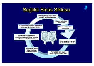 Sa4l kl Sinüs SiklusuSaSa44ll klkl SinSinüüss SiklusuSiklusu
SekresyonlarSekresyonlar akak ((kandkand r,r,
antikor veantikor ve IgAIgA iiççerirlererirler
MukusMukus sekresyonusekresyonu
normaldirnormaldir
MukusMukus bilebile((iimiiimi
normaldirnormaldir
ÇöÇözzüülebilen yabanclebilen yabanc maddelermaddeler
mukoza tarafmukoza taraf ndan emilirndan emilir
PartikPartiküüller ve bakterilerller ve bakteriler
mukosiliermukosilier temizlenme yoluylatemizlenme yoluyla
ortadan kaldortadan kald rr lmaktadlmaktad rr
MukosilierMukosilier akak mm
lokal mukozalokal mukoza
hasarhasar nn öönlernler
OstiumOstium aaçç ktkt rr
Konak savunmalarKonak savunmalar
enfeksiyona direnenfeksiyona direnççlidirlidir
 