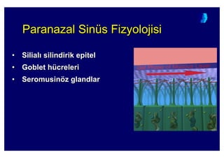 ParanazalParanazal SinSinüüss FizyolojisiFizyolojisi
•• SilialSilial silindiriksilindirik epitelepitel
•• Goblet hGoblet hüücrelericreleri
•• SeromusinSeromusinöözz glandlarglandlar
 