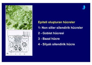 Epiteli olu(turan hücreler
1- Non silier silendirik hücreler
2 - Goblet hücresi
3 - Bazal hücre
4 - Silyal silendirik hücre
 
