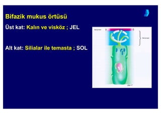 Bifazik mBifazik muukkuuss öörtrtüüssüü
ÜÜst kat:st kat: KalKal n ve viskn ve visköözz ;; JELJEL
Alt kat:Alt kat: Silialar ile temastaSilialar ile temasta ;; SOLSOL
 