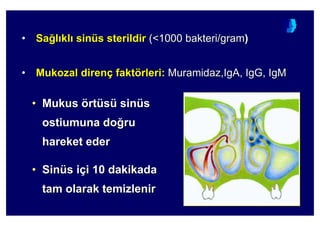 •• SaSa44ll klkl sinsinüüss sterildirsterildir (<1000 bakteri/gram(<1000 bakteri/gram))
•• MMukozalukozal direndirençç faktfaktöörlerirleri:: Muramidaz,IgA, IgG, IgMMuramidaz,IgA, IgG, IgM
•• MMukusukus öörtrtüüssüü sinsinüüss
ostiumunaostiumuna dodo44ruru
harekethareket edereder
•• SinSinüüss iiççii 1010 dakikadadakikada
tamtam olarakolarak temitemizlenirzlenir
 