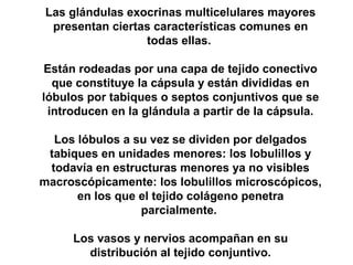 Las glándulas exocrinas multicelulares mayores
presentan ciertas características comunes en
todas ellas.
Están rodeadas por una capa de tejido conectivo
que constituye la cápsula y están divididas en
lóbulos por tabiques o septos conjuntivos que se
introducen en la glándula a partir de la cápsula.
Los lóbulos a su vez se dividen por delgados
tabiques en unidades menores: los lobulillos y
todavía en estructuras menores ya no visibles
macroscópicamente: los lobulillos microscópicos,
en los que el tejido colágeno penetra
parcialmente.
Los vasos y nervios acompañan en su
distribución al tejido conjuntivo.
 