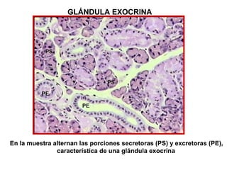 GLÁNDULA EXOCRINA
En la muestra alternan las porciones secretoras (PS) y excretoras (PE),
característica de una glándula exocrina
 