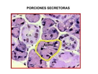 PORCIONES SECRETORAS
C.I.
C.I.
 