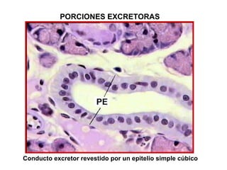 PORCIONES EXCRETORAS
Conducto excretor revestido por un epitelio simple cúbico
 