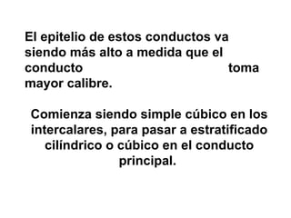 El epitelio de estos conductos va
siendo más alto a medida que el
conducto toma
mayor calibre.
Comienza siendo simple cúbico en los
intercalares, para pasar a estratificado
cilíndrico o cúbico en el conducto
principal.
 
