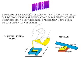 REMPLAZO DE LA SOLUCIÓN DE ACLARAMIENTO POR UN MATERIAL
QUE DE CONSISTENCIA AL TEJIDO , COMO PARA PERMITIR CORTES
DELGADOS QUE NO DISTORSIONEN NI ALTEREN LA DISPOSICION
DE LOS ELEMENTOS CELULARES
PARAFINA LIQUIDA
50-55°C
MONTAJE
 