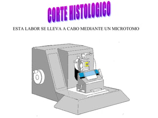 ESTA LABOR SE LLEVA A CABO MEDIANTE UN MICROTOMO
 