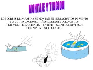 LOS CORTES DE PARAFINA SE MONTAN EN PORTAOBJETOS DE VIDRIO
Y A CONTINUACION SE TIÑEN MEDIANTE COLORANTES
HIDROSOLUBLES QUE PERMITEN DIFERENCIAR LOS DIVERSOS
COMPONENTES CELULARES
 