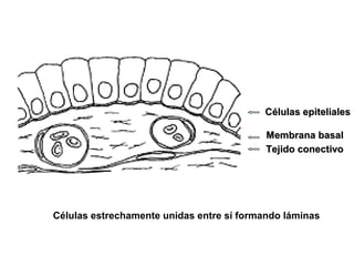 Células estrechamente unidas entre sí formando láminas
Membrana basalMembrana basal
Tejido conectivoTejido conectivo
Células epitelialesCélulas epiteliales
 