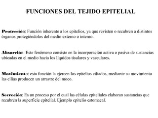 Protección: Función inherente a los epitelios, ya que revisten o recubren a distintos
órganos protegiéndolos del medio externo o interno.
Absorción: Este fenómeno consiste en la incorporación activa o pasiva de sustancias
ubicadas en el medio hacia los líquidos tisulares y vasculares.
Movimiento: esta función la ejercen los epitelios ciliados, mediante su movimiento
las cilias producen un arrastre del moco.
Secreción: Es un proceso por el cual las células epiteliales elaboran sustancias que
recubren la superficie epitelial. Ejemplo epitelio estomacal.
FUNCIONES DEL TEJIDO EPITELIAL
 