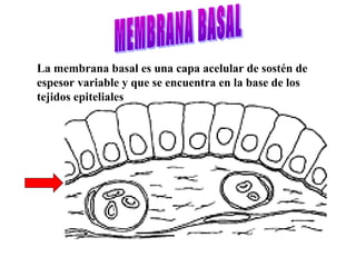 La membrana basal es una capa acelular de sostén de
espesor variable y que se encuentra en la base de los
tejidos epiteliales
 