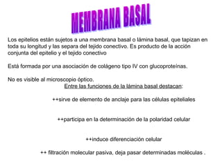 Los epitelios están sujetos a una membrana basal o lámina basal, que tapizan en
toda su longitud y las separa del tejido conectivo. Es producto de la acción
conjunta del epitelio y el tejido conectivo
Está formada por una asociación de colágeno tipo IV con glucoproteínas.
No es visible al microscopio óptico.
Entre las funciones de la lámina basal destacan:
++sirve de elemento de anclaje para las células epiteliales
++participa en la determinación de la polaridad celular
++induce diferenciación celular
++ filtración molecular pasiva, deja pasar determinadas moléculas .
 