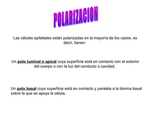 Las células epiteliales están polarizadas en la mayoría de los casos, es
decir, tienen:
Un polo luminal o apical cuya superficie está en contacto con el exterior
del cuerpo o con la luz del conducto o cavidad.
Un polo basal cuya superficie está en contacto y paralela a la lámina basal
sobre la que se apoya la célula.
 