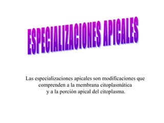 Las especializaciones apicales son modificaciones que
comprenden a la membrana citoplasmática
y a la porción apical del citoplasma.
 
