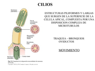 CILIOS
ESTRUCTURAS PILIFORMES Y LARGAS
QUE SURGEN DE LA SUPERFICIE DE LA
CELULA APICAL, COMPUESTA POR UNA
DISPOSICION COMPLEJA DE
MICROTUBULOS
TRAQUEA – BRONQUIOS
OVIDUCTOS
MOVIMIENTO
 