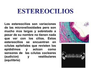 Los estereocilios son variaciones
de las microvellosidades pero son
mucho más largas y sobretodo a
pesar de su nombre no tienen nada
que ver con los cilios. Estos
estereocilios se encuentran en
células epiteliales que revisten los
epidídimos y actúan como
sensores de las células cocleares
(audición) y vestibulares
(equilibrio)
 