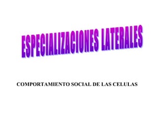 COMPORTAMIENTO SOCIAL DE LAS CELULAS
 