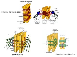 UNIONES IMPERMEABLES
UNIONES COMUNICANTESDESMOSOMAS
 