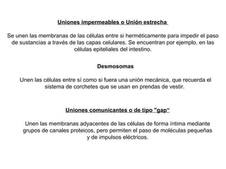 Uniones impermeables o Unión estrecha
Se unen las membranas de las células entre si herméticamente para impedir el paso
de sustancias a través de las capas celulares. Se encuentran por ejemplo, en las
células epiteliales del intestino.
Desmosomas
Unen las células entre sí como si fuera una unión mecánica, que recuerda el
sistema de corchetes que se usan en prendas de vestir.
Uniones comunicantes o de tipo "gap“
Unen las membranas adyacentes de las células de forma íntima mediante
grupos de canales proteicos, pero permiten el paso de moléculas pequeñas
y de impulsos eléctricos.
 