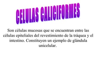 Son células mucosas que se encuentran entre las
células epiteliales del revestimiento de la tráquea y el
intestino. Constituyen un ejemplo de glándula
unicelular.
 