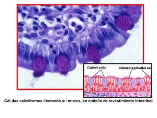 Células caliciformes liberando su mucus, en epitelio de revestimiento intestinal
 