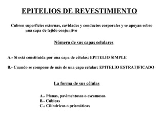 EPITELIOS DE REVESTIMIENTO
Número de sus capas celulares
A.- Si está constituida por una capa de células: EPITELIO SIMPLE
B.- Cuando se compone de más de una capa celular: EPITELIO ESTRATIFICADO
La forma de sus células
A.- Planas, pavimentosas o escamosas
B.- Cúbicas
C.- Cilíndricas o prismáticas
Cubren superficies externas, cavidades y conductos corporales y se apoyan sobre
una capa de tejido conjuntivo
 