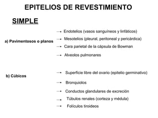 EPITELIOS DE REVESTIMIENTO
SIMPLE
a) Pavimentosos o planos
Endotelios (vasos sanguíneos y linfáticos)
Mesotelios (pleural, peritoneal y pericárdica)
Cara parietal de la cápsula de Bowman
Alveolos pulmonares
b) Cúbicos
Superficie libre del ovario (epitelio germinativo)
Bronquiolos
Conductos glandulares de excreción
Túbulos renales (corteza y médula)
Folículos tiroideos
 