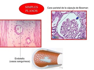 SIMPLESSIMPLES
PLANOSPLANOS
ENDOTELIO
(vasos sanguíneos)
en la CÁPSULA GLOMERULAR
(corteza del riñón)
Endotelio
(vasos sanguíneos)
Cara parietal de la cápsula de Bowman
 