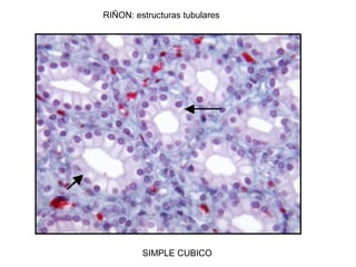 RIÑON: estructuras tubulares
SIMPLE CUBICO
 