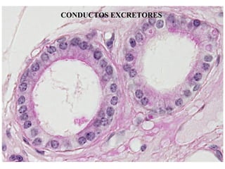 CONDUCTOS EXCRETORES
 