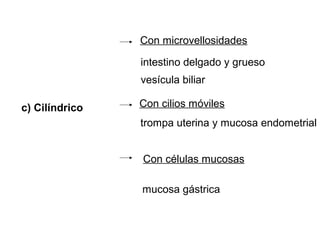 c) Cilíndrico
intestino delgado y grueso
vesícula biliar
trompa uterina y mucosa endometrial
Con células mucosas
mucosa gástrica
Con microvellosidades
Con cilios móviles
 
