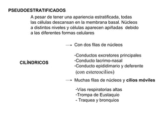 PSEUDOESTRATIFICADOS
CILÍNDRICOS
Con dos filas de núcleos
-Conductos excretores principales
-Conducto lacrimo-nasal
-Conducto epididimario y deferente
(con estereocilios)
Muchas filas de núcleos y cilios móviles
-Vías respiratorias altas
-Trompa de Eustaquio
- Traquea y bronquios
A pesar de tener una apariencia estratificada, todas
las células descansan en la membrana basal. Núcleos
a distintos niveles y células aparecen apiñadas debido
a las diferentes formas celulares
 