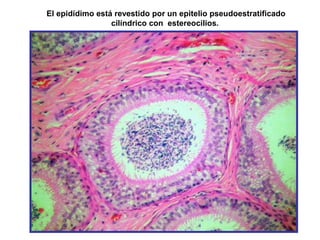 El epidídimo está revestido por un epitelio pseudoestratificado
cilíndrico con estereocilios.
 