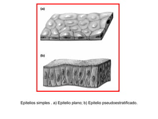 Epitelios simples . a) Epitelio plano; b) Epitelio pseudoestratificado.
 
