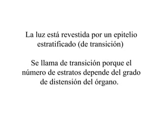La luz está revestida por un epitelio
estratificado (de transición)
Se llama de transición porque el
número de estratos depende del grado
de distensión del órgano.
 
