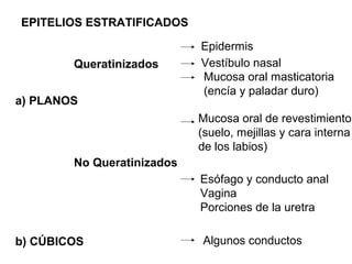 EPITELIOS ESTRATIFICADOS
a) PLANOS
b) CÚBICOS
Queratinizados
No Queratinizados
Epidermis
Vestíbulo nasal
Mucosa oral masticatoria
(encía y paladar duro)
Mucosa oral de revestimiento
(suelo, mejillas y cara interna
de los labios)
Esófago y conducto anal
Vagina
Porciones de la uretra
Algunos conductos
 