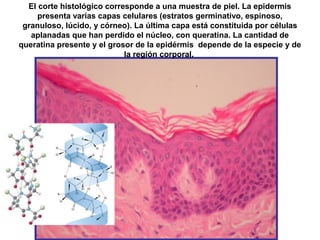 El corte histológico corresponde a una muestra de piel. La epidermis
presenta varias capas celulares (estratos germinativo, espinoso,
granuloso, lúcido, y córneo). La última capa está constituida por células
aplanadas que han perdido el núcleo, con queratina. La cantidad de
queratina presente y el grosor de la epidérmis depende de la especie y de
la región corporal.
 